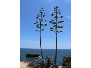 Casa per le vacanze Carvoeiro Ambiente 32