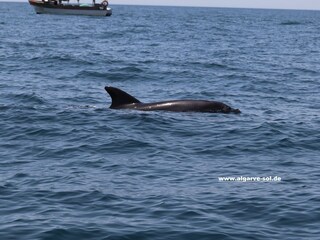 Vakantiehuis Carvoeiro Omgeving 33