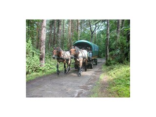Kutschfahrt durch den Darßer Urwald