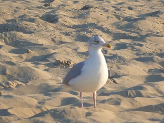 Chalet Oostkapelle Omgeving 21