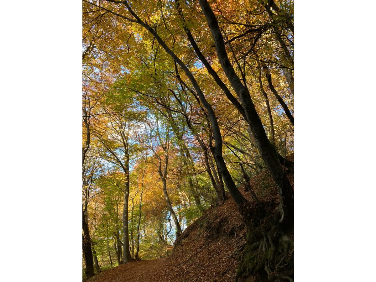 Herbst Spaziergang