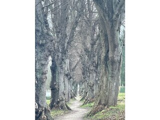 Warin - schmalste  Allee in MV