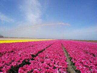 Appartamento Julianadorp Ambiente 30