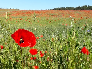Bunte Felder im Frühling