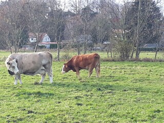 Am Dorfrand