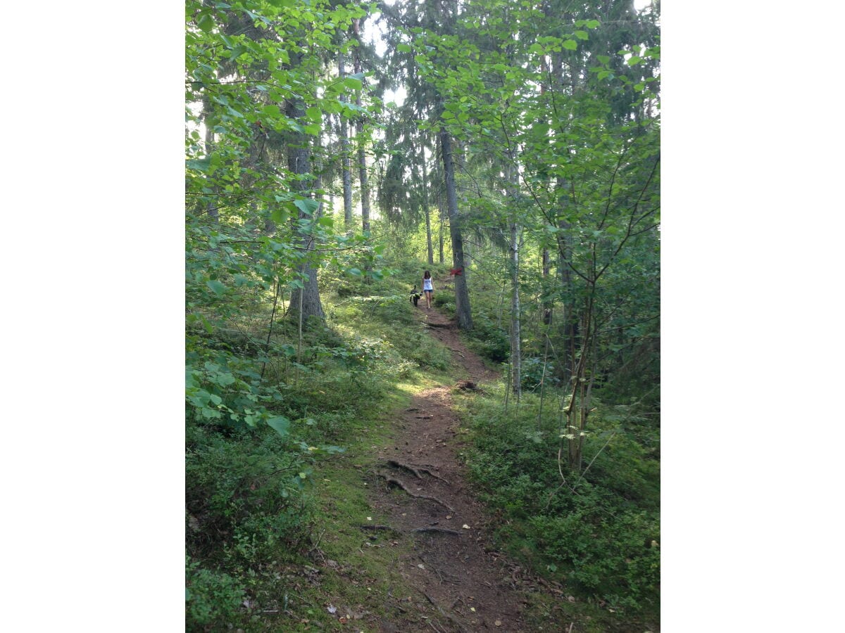 Shöne Waldwege in der Nähe der Hütte.