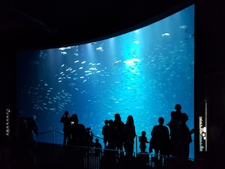 Das Ozeaneum in Stralsund