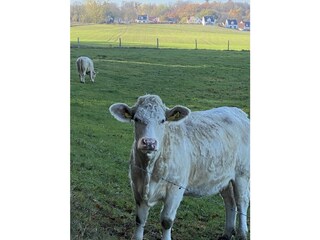 Weiden Felder Wiesen Seen