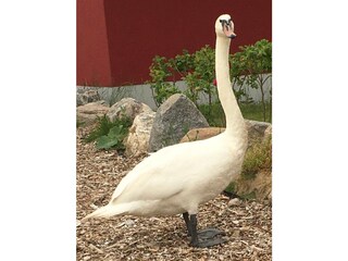Schöner Schwan in Parow
