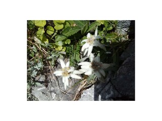Natur Pur