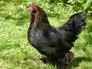 Zwerghuhn