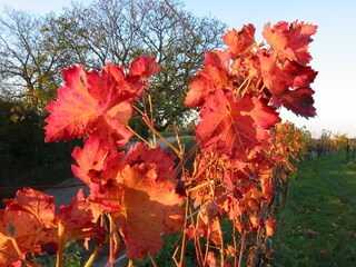 Apartamento de vacaciones Hochstadt Entorno 22