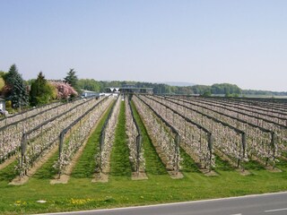 Umgebung: Obst- und Weinbau