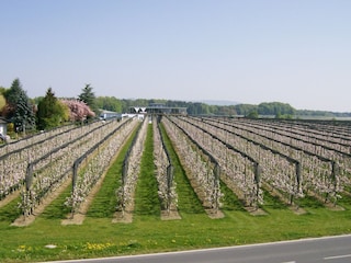 Umgebung: Obst- und Weinbau