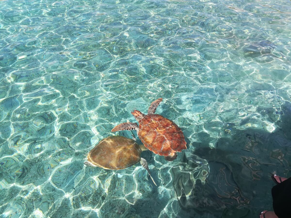 Westpunt Schildkröte