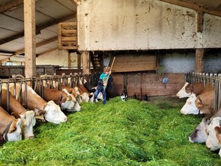 Faszination Kuhstall, sehr beliebt bei Kindern...