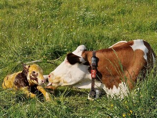 Pure Landliebe, mit unvergessliche Momenten...