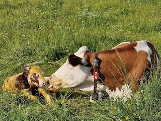 Pure Landliebe, mit unvergesslichen Momenten...