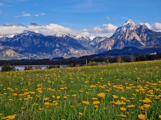 Unsere Hofaussicht im Mai mit Schloss Neuschwanstein