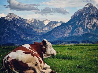 Aussicht auf Schloss Neuschwanstein & das Ammergebirge