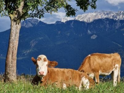 Firma Marie's Bauernhof Auszeit am Hopfensee - Frau Marie Kühl