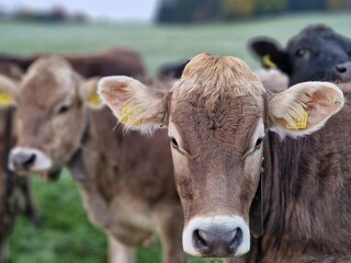 Kuhverliebt ~ unsere hübschen Mädels...