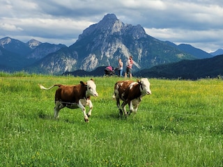 Endlich Frühling, Hofaussicht mit springenden Jungvieh