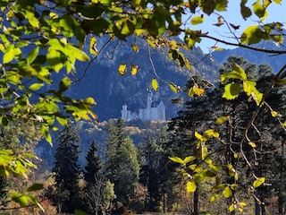 Schloss Neuschwanstein ganz in unserer Nähe