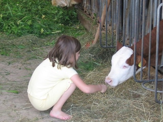 Faszination Kuhstall