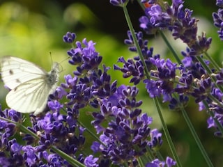 Appartement de vacances Andechs Enregistrement extérieur 8