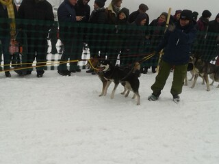 Schlittenhunde - Rennen