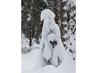 Apartamento de vacaciones Friedenweiler Entorno 29