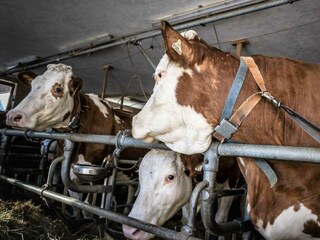 Appartamento per vacanze Telfes im Stubai Ambiente 33