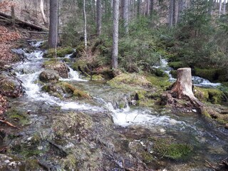 Wasser und Wald tun der Seele gut