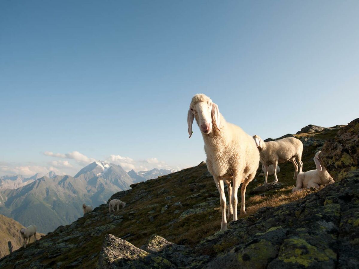 Schafherde im Gebirge