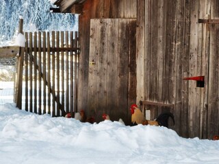 Auch dem Hahn mit seinen Hennen gefällt der Schnee