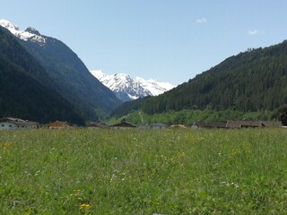 Sommer - das Gras steht schon hoch