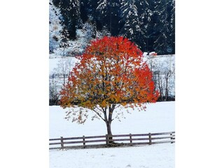 Herbst mit Winter