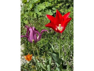 garten 2