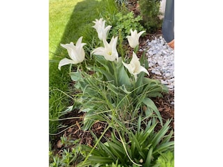 garten 4