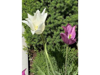 garten 3