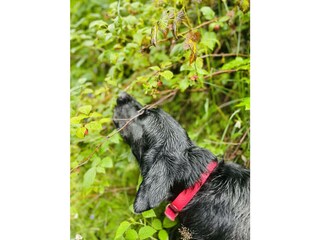 Himbeeren2