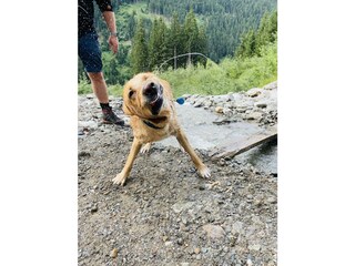 Hundstage9