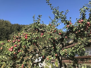 Apfelbaum