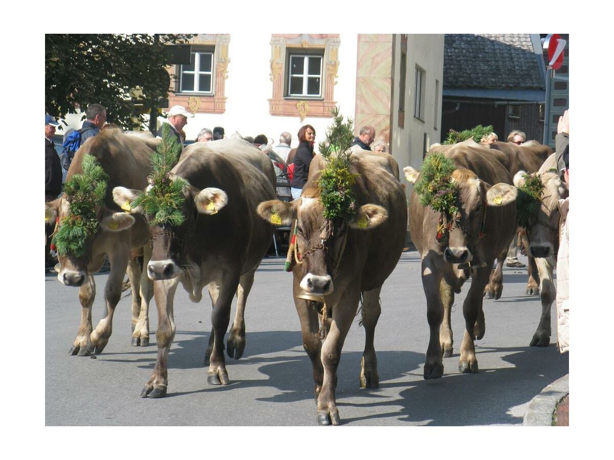 Unsere Kühe beim Almabtrieb