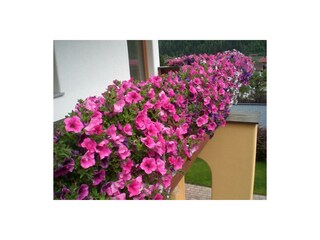 Appartments Agnes Balkonblumen