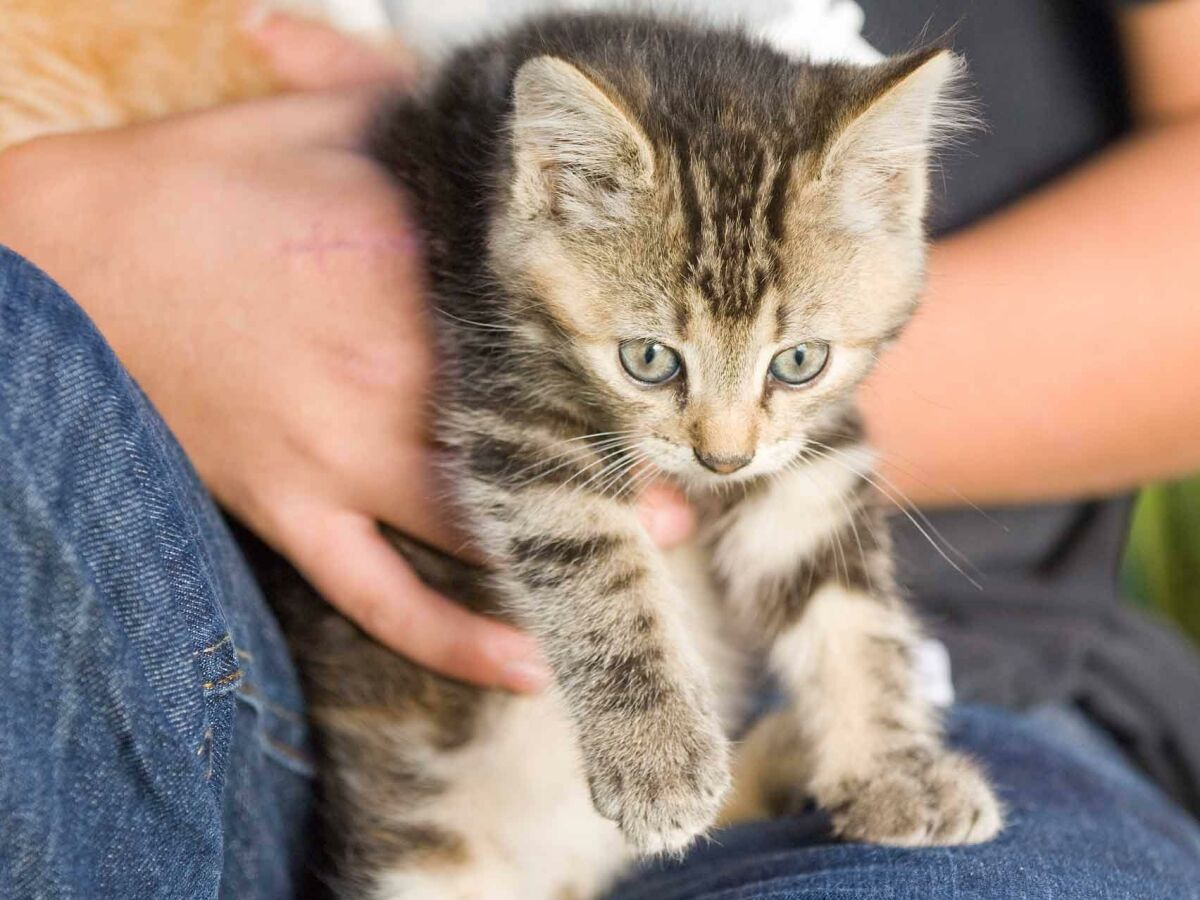 Tiere am Bauernhof - Katzen