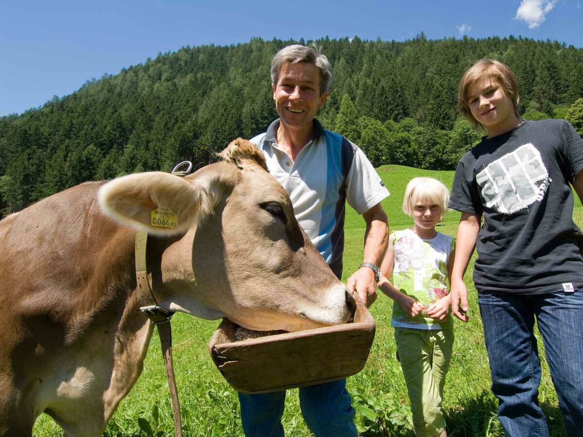 Tiere am Bauernhof - Kühe