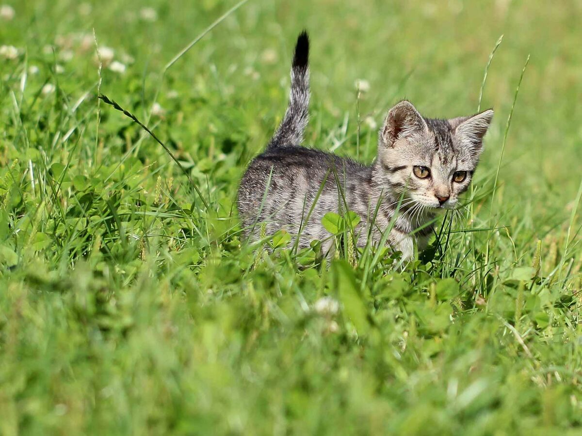 Tiere am Bauernhof - Katzen