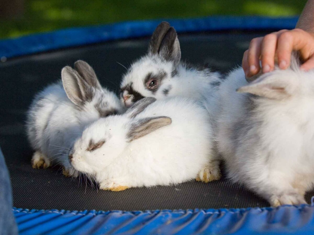 Tiere am Bauernhof - Hasen